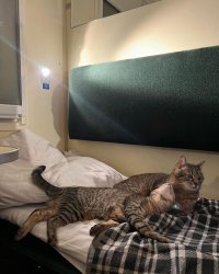 Stepan cat Meme Template