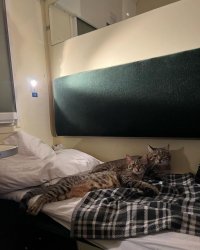 Stepan cat Meme Template