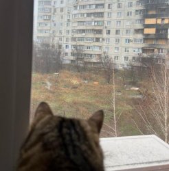 Stepan cat Meme Template
