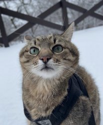 Stepan cat Meme Template