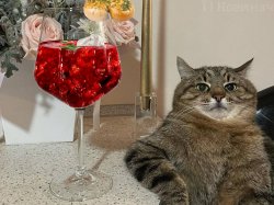 Stepan cat Meme Template