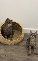 Stepan cat Meme Template