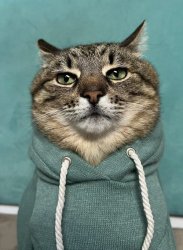 Stepan cat Meme Template