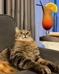 Stepan cat Meme Template