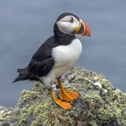 get puffin Meme Template