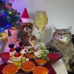 Stepan, the Cat from Ukraine Meme Template