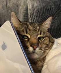Stepan cat Meme Template
