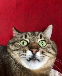 Stepan cat Meme Template