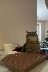 Stepan cat Meme Template