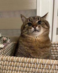 Stepan cat Meme Template