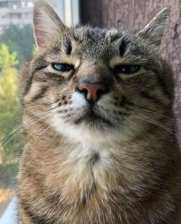 Stepan cat Meme Template