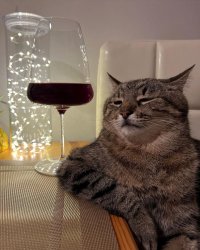 Stepan cat Meme Template