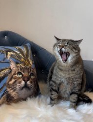 Stepan cat Meme Template