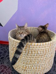 Stepan cat Meme Template