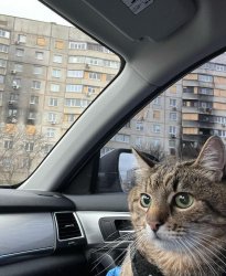 Stepan cat Meme Template