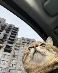 Stepan cat Meme Template