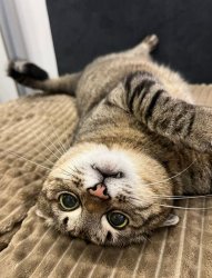 Stepan cat Meme Template