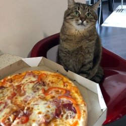 Stepan cat Meme Template