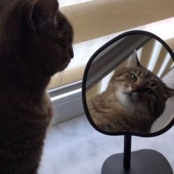 Stepan cat Meme Template