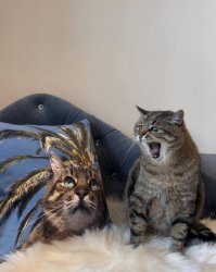 Stepan cat Meme Template