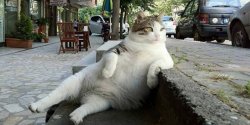 Street cat Meme Template