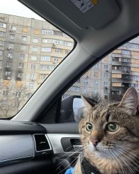 Stepan cat Meme Template