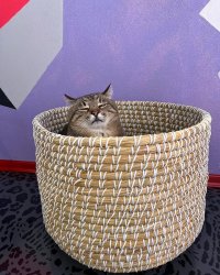 Stepan cat Meme Template