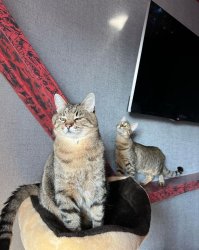 Stepan cat Meme Template