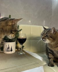 Stepan cat Meme Template