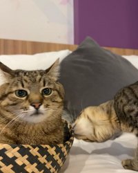 Stepan cat Meme Template