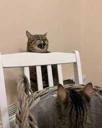 Stepan cat Meme Template