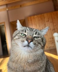 Stepan cat Meme Template