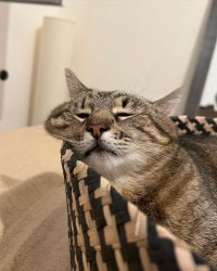 Stepan cat Meme Template