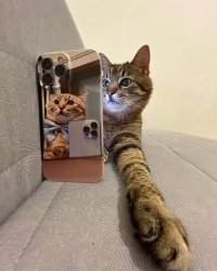 Stepan cat Meme Template