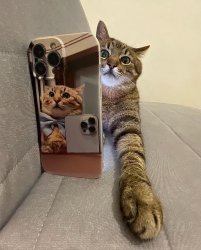 Stepan cat Meme Template