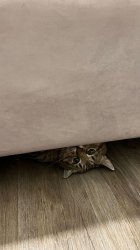 Stepan cat Meme Template