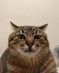 Stepan cat Meme Template