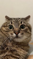 Stepan cat Meme Template