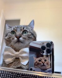 Stepan cat Meme Template