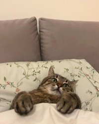 Stepan cat Meme Template