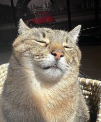 Stepan cat Meme Template