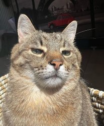 Stepan cat Meme Template