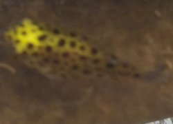 Fresh water Pufferfish Meme Template