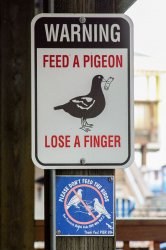 Feed a pigeon, lose a finger Meme Template