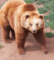 bear with white legs Meme Template