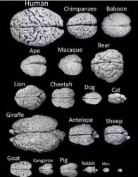 Brain comparison Meme Template