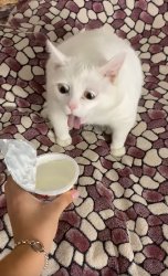 White cat sour cream throw up / vomit Meme Template