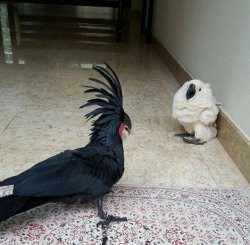 Black Parrot White Parrot Intimidate Meme Template