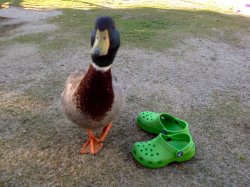 Duck Next To Green Crocs Meme Template