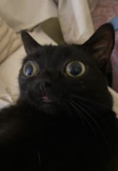 funny cat Meme Template